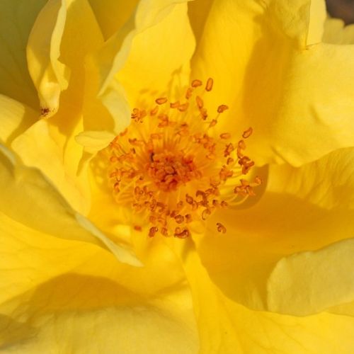 Nem illatos rózsa - Rózsa - Lemon Fizz® - Online rózsa vásárlás